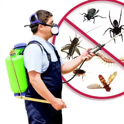 pest control Purdy
